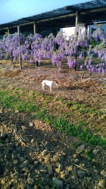 فيلا كاستيغليون ديلا بيسكايافي Agriturismo Valbona المظهر الخارجي الصورة